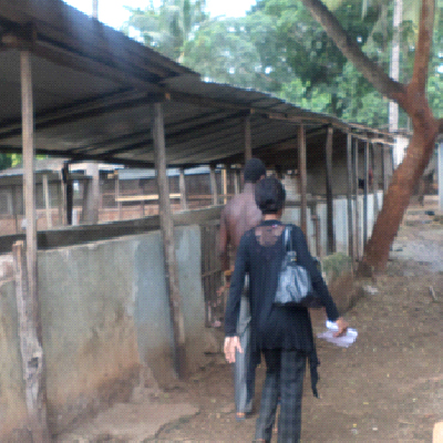 Health Risks and Biosecurity Measures In Pig Production In Urban and Peri-Urban Areas Of Morogoro Municipality, Tanzania