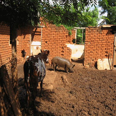 Occurrence of antimicrobial resistance in pigs in urban and peri-urban areas of Morogoro, Tanzania